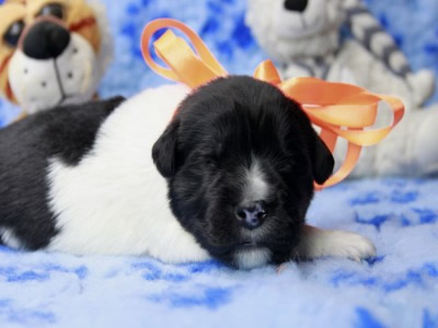 Щенки ньюфаундленда. Питомник Питерньюф. Newfoundland puppies. Piternyuf kennel.