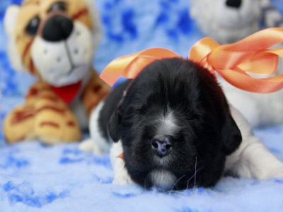 Щенки ньюфаундленда. Питомник Питерньюф. Newfoundland puppies. Piternyuf kennel.