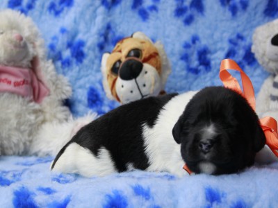 Щенки ньюфаундленда. Питомник Питерньюф. Newfoundland puppies. Piternyuf kennel.