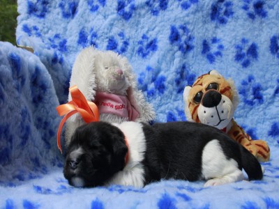 Щенки ньюфаундленда. Питомник Питерньюф. Newfoundland puppies. Piternyuf kennel.