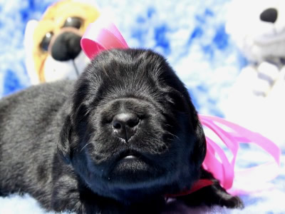 Щенки ньюфаундленда. Питомник Питерньюф. Newfoundland puppies. Piternyuf kennel.