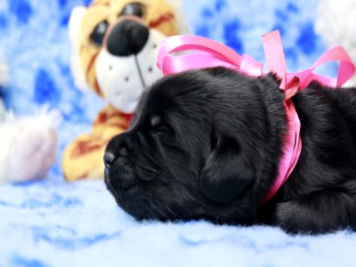 Щенки ньюфаундленда. Питомник Питерньюф. Newfoundland puppies. Piternyuf kennel.