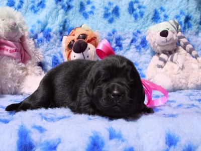 Щенки ньюфаундленда. Питомник Питерньюф. Newfoundland puppies. Piternyuf kennel.