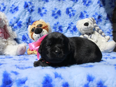 Щенки ньюфаундленда. Питомник Питерньюф. Newfoundland puppies. Piternyuf kennel.