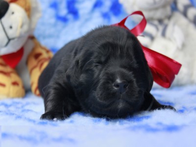 Щенки ньюфаундленда. Питомник Питерньюф. Newfoundland puppies. Piternyuf kennel.