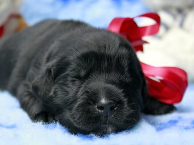 Щенки ньюфаундленда. Питомник Питерньюф. Newfoundland puppies. Piternyuf kennel.