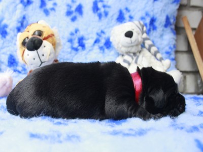 Щенки ньюфаундленда. Питомник Питерньюф. Newfoundland puppies. Piternyuf kennel.