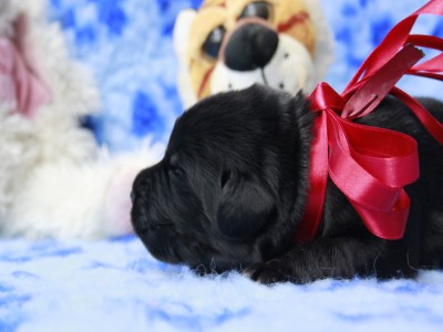 Щенки ньюфаундленда. Питомник Питерньюф. Newfoundland puppies. Piternyuf kennel.