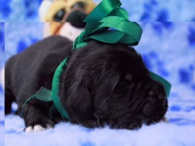 Щенки ньюфаундленда. Питомник Питерньюф. Newfoundland puppies. Piternyuf kennel.