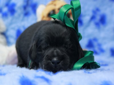 Щенки ньюфаундленда. Питомник Питерньюф. Newfoundland puppies. Piternyuf kennel.