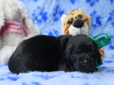 Щенки ньюфаундленда. Питомник Питерньюф. Newfoundland puppies. Piternyuf kennel.