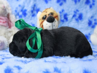 Щенки ньюфаундленда. Питомник Питерньюф. Newfoundland puppies. Piternyuf kennel.