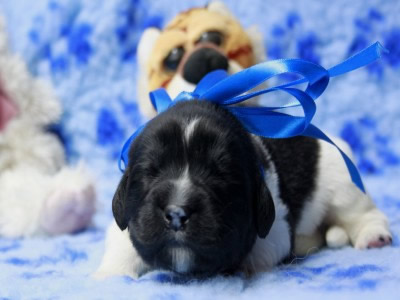 Щенки ньюфаундленда. Питомник Питерньюф. Newfoundland puppies. Piternyuf kennel.