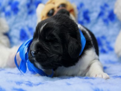 Щенки ньюфаундленда. Питомник Питерньюф. Newfoundland puppies. Piternyuf kennel.