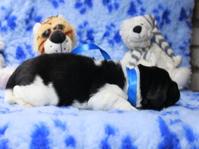 Щенки ньюфаундленда. Питомник Питерньюф. Newfoundland puppies. Piternyuf kennel.