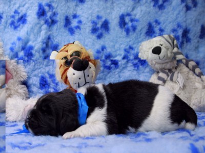 Щенки ньюфаундленда. Питомник Питерньюф. Newfoundland puppies. Piternyuf kennel.