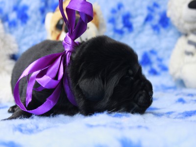 Щенки ньюфаундленда. Питомник Питерньюф. Newfoundland puppies. Piternyuf kennel.