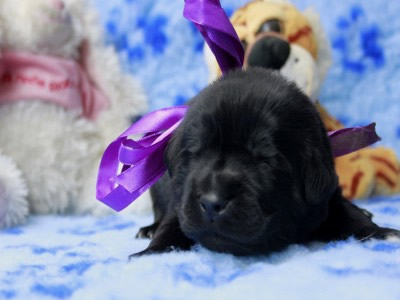 Щенки ньюфаундленда. Питомник Питерньюф. Newfoundland puppies. Piternyuf kennel.