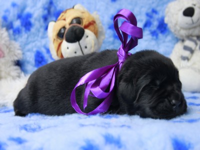 Щенки ньюфаундленда. Питомник Питерньюф. Newfoundland puppies. Piternyuf kennel.