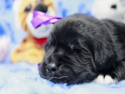 Щенки ньюфаундленда. Питомник Питерньюф. Newfoundland puppies. Piternyuf kennel.