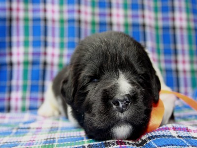 Щенки ньюфаундленда. Питомник Питерньюф. Newfoundland puppies. Piternyuf kennel.