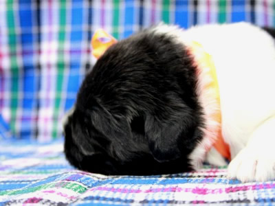 Щенки ньюфаундленда. Питомник Питерньюф. Newfoundland puppies. Piternyuf kennel.