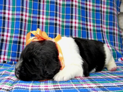 Щенки ньюфаундленда. Питомник Питерньюф. Newfoundland puppies. Piternyuf kennel.