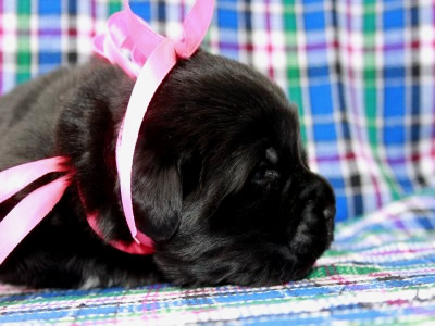 Щенки ньюфаундленда. Питомник Питерньюф. Newfoundland puppies. Piternyuf kennel.