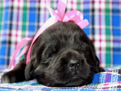 Щенки ньюфаундленда. Питомник Питерньюф. Newfoundland puppies. Piternyuf kennel.