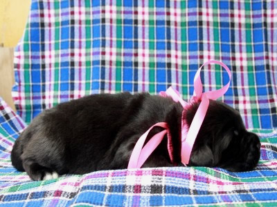 Щенки ньюфаундленда. Питомник Питерньюф. Newfoundland puppies. Piternyuf kennel.