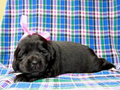 Щенки ньюфаундленда. Питомник Питерньюф. Newfoundland puppies. Piternyuf kennel.