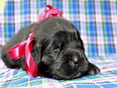 Щенки ньюфаундленда. Питомник Питерньюф. Newfoundland puppies. Piternyuf kennel.