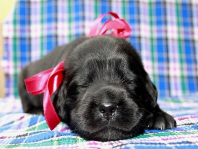 Щенки ньюфаундленда. Питомник Питерньюф. Newfoundland puppies. Piternyuf kennel.