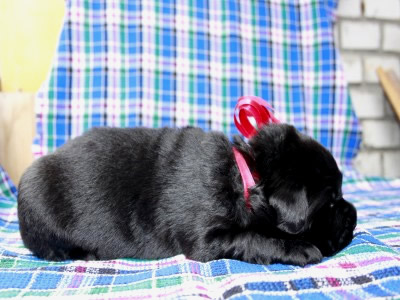 Щенки ньюфаундленда. Питомник Питерньюф. Newfoundland puppies. Piternyuf kennel.