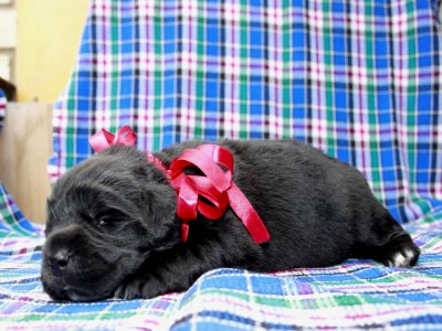 Щенки ньюфаундленда. Питомник Питерньюф. Newfoundland puppies. Piternyuf kennel.