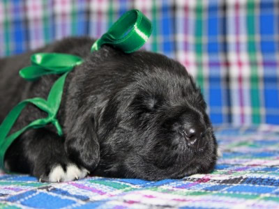 Щенки ньюфаундленда. Питомник Питерньюф. Newfoundland puppies. Piternyuf kennel.