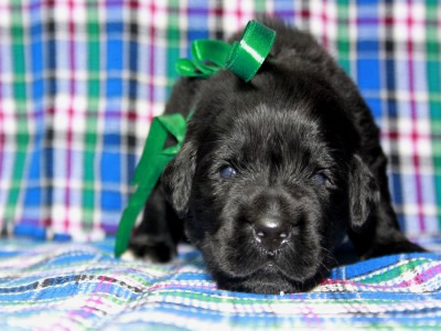 Щенки ньюфаундленда. Питомник Питерньюф. Newfoundland puppies. Piternyuf kennel.