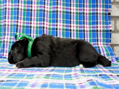 Щенки ньюфаундленда. Питомник Питерньюф. Newfoundland puppies. Piternyuf kennel.