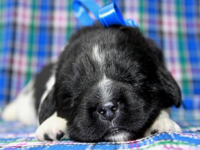 Щенки ньюфаундленда. Питомник Питерньюф. Newfoundland puppies. Piternyuf kennel.