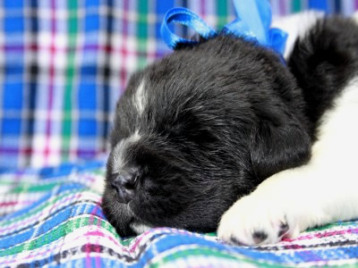 Щенки ньюфаундленда. Питомник Питерньюф. Newfoundland puppies. Piternyuf kennel.