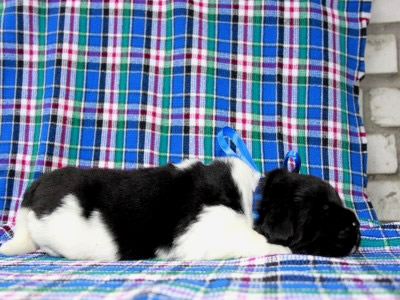 Щенки ньюфаундленда. Питомник Питерньюф. Newfoundland puppies. Piternyuf kennel.