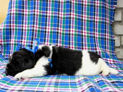 Щенки ньюфаундленда. Питомник Питерньюф. Newfoundland puppies. Piternyuf kennel.