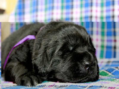 Щенки ньюфаундленда. Питомник Питерньюф. Newfoundland puppies. Piternyuf kennel.