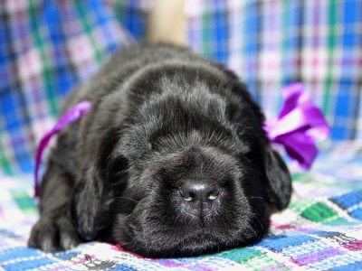 Щенки ньюфаундленда. Питомник Питерньюф. Newfoundland puppies. Piternyuf kennel.