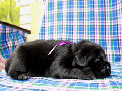 Щенки ньюфаундленда. Питомник Питерньюф. Newfoundland puppies. Piternyuf kennel.