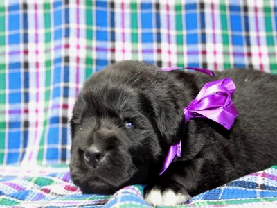 Щенки ньюфаундленда. Питомник Питерньюф. Newfoundland puppies. Piternyuf kennel.