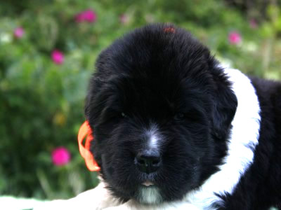 Щенки ньюфаундленда. Питомник Питерньюф. Newfoundland puppies. Piternyuf kennel.