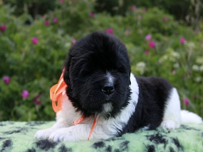 Щенки ньюфаундленда. Питомник Питерньюф. Newfoundland puppies. Piternyuf kennel.