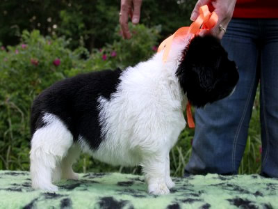 Щенки ньюфаундленда. Питомник Питерньюф. Newfoundland puppies. Piternyuf kennel.