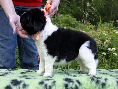 Щенки ньюфаундленда. Питомник Питерньюф. Newfoundland puppies. Piternyuf kennel.